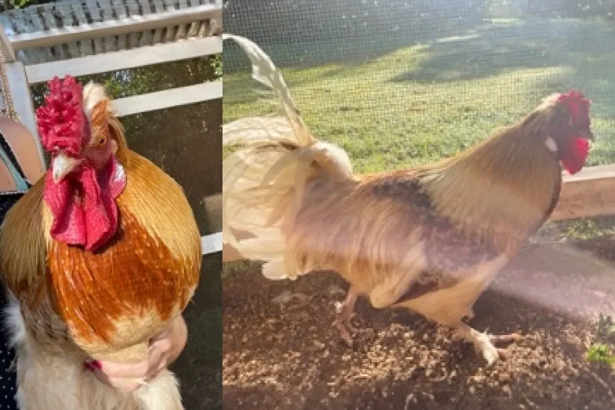 Image of rooster named Lucky.